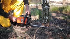 Best Tree Removal Services  in Gurnee, IL